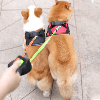 Double Retractable Dog Leash – Ultimate Comfort and Control for Walking Two Dogs