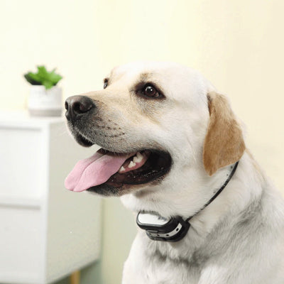 2-in-1 Wireless Dog Fence & Training Collar – Safety and Training Simplified